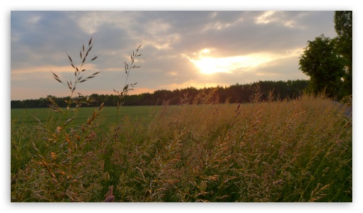 Sunset In The Corn Field UltraHD Wallpaper for UHD 16:9 ; HD 16:9 ;