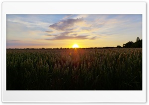 Sunset In The Corn Field Ultra HD Wallpaper for 4K UHD Widescreen Desktop, Lockscreen, Screensaver, TV, Tablet, Smartphone