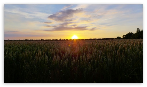 Sunset In The Corn Field UltraHD Wallpaper for UHD 16:9 ; HD 16:9 ;