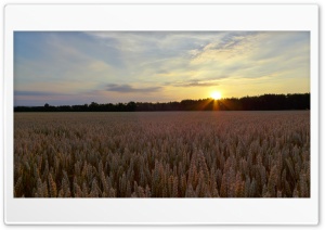 Sunset In The Corn Field Ultra HD Wallpaper for 4K UHD Widescreen Desktop, Lockscreen, Screensaver, TV, Tablet, Smartphone