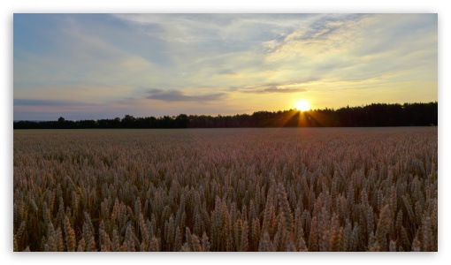 Sunset In The Corn Field UltraHD Wallpaper for UHD 16:9 ; HD 16:9 ;