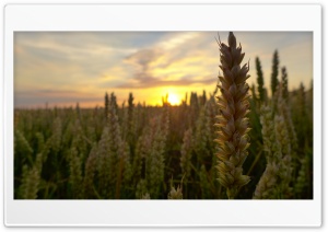 Sunset In The Corn Field Ultra HD Wallpaper for 4K UHD Widescreen Desktop, Lockscreen, Screensaver, TV, Tablet, Smartphone