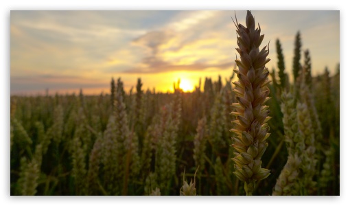 Sunset In The Corn Field UltraHD Wallpaper for UHD 16:9 ; HD 16:9 ;