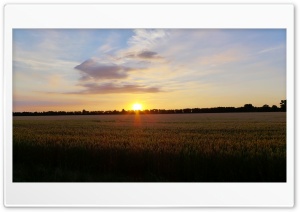 Sunset In The Corn Field Ultra HD Wallpaper for 4K UHD Widescreen Desktop, Lockscreen, Screensaver, TV, Tablet, Smartphone