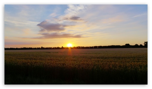 Sunset In The Corn Field UltraHD Wallpaper for UHD 16:9 ; HD 16:9 ;