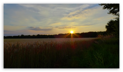 Sunset In The Corn Field UltraHD Wallpaper for UHD 16:9 ; HD 16:9 ;