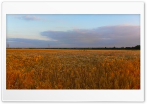 Sunset In The Corn Field Ultra HD Wallpaper for 4K UHD Widescreen Desktop, Lockscreen, Screensaver, TV, Tablet, Smartphone