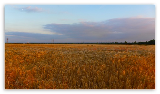 Sunset In The Corn Field UltraHD Wallpaper for UHD 16:9 ; HD 16:9 ;