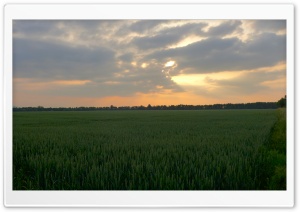 Sunset In The Wheat Field Ultra HD Wallpaper for 4K UHD Widescreen Desktop, Lockscreen, Screensaver, TV, Tablet, Smartphone