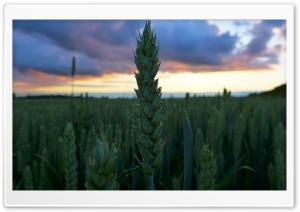 Sunset In The Wheat Field Ultra HD Wallpaper for 4K UHD Widescreen Desktop, Lockscreen, Screensaver, TV, Tablet, Smartphone