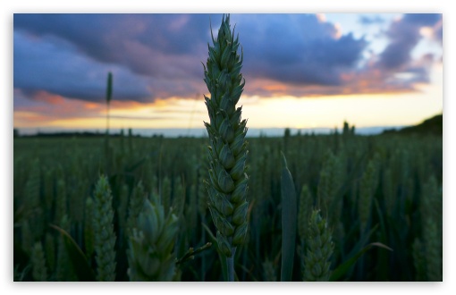 Sunset In The Wheat Field UltraHD Wallpaper for UHD 16:9 ; HD 16:9 ; Widescreen 16:10 5:3 ; Fullscreen 4:3 5:4 3:2 ; Tablet 1:1 ; Mobile 3:5 3:4 ;