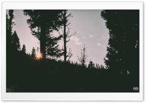 Sunset in Woods 4K UHD Wallpaper for Widescreen and UltraWide Desktop, UltraHD TV, Smartphone, Tablet