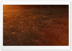 Sunset Light Ultra HD Wallpaper for 4K UHD Widescreen desktop, tablet & smartphone
