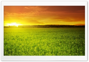 Sunset Over Bean Field Ultra HD Wallpaper for 4K UHD Widescreen desktop, tablet & smartphone