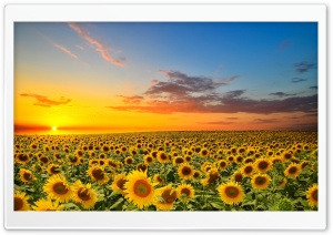 Sunset Over Sunflowers Field Ultra HD Wallpaper for 4K UHD Widescreen desktop, tablet & smartphone