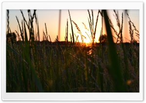 Sunset Over The Field Ultra HD Wallpaper for 4K UHD Widescreen desktop, tablet & smartphone