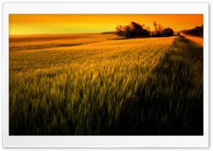 Sunset Over Wheat Field Ultra HD Wallpaper for 4K UHD Widescreen desktop, tablet & smartphone