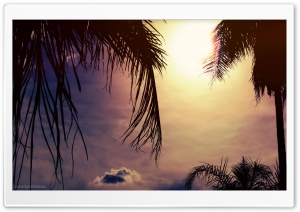 Sunset Palms Ultra HD Wallpaper for 4K UHD Widescreen desktop, tablet & smartphone