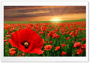Sunset Poppy Field Ultra HD Wallpaper for 4K UHD Widescreen desktop, tablet & smartphone