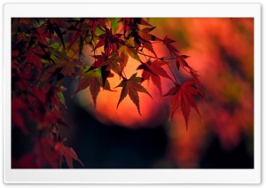 Sunset, Red Japanese Maple Leaves Ultra HD Wallpaper for 4K UHD Widescreen desktop, tablet & smartphone