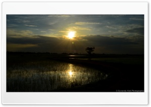 Sunset Reflects On Rice Land Ultra HD Wallpaper for 4K UHD Widescreen desktop, tablet & smartphone