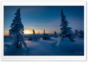 Sunset, Riisitunturi, Trees, Winter, Finland Ultra HD Wallpaper for 4K UHD Widescreen desktop, tablet & smartphone