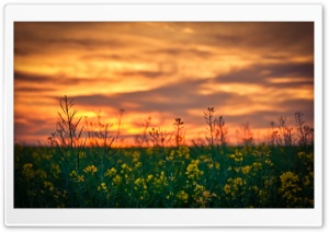Sunset Sky Over Canola Field Ultra HD Wallpaper for 4K UHD Widescreen desktop, tablet & smartphone