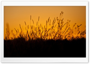 Sunset through Grass Ultra HD Wallpaper for 4K UHD Widescreen desktop, tablet & smartphone