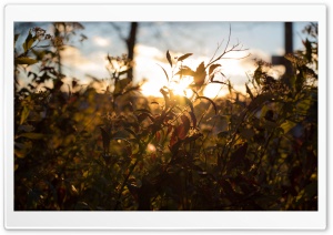 Sunset Through Leafs Ultra HD Wallpaper for 4K UHD Widescreen desktop, tablet & smartphone