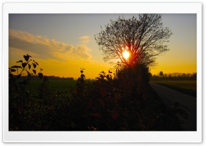 Sunset Through Tree Ultra HD Wallpaper for 4K UHD Widescreen Desktop, Lockscreen, Screensaver, TV, Tablet, Smartphone