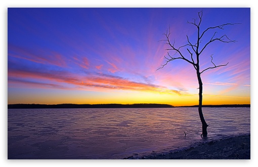 Sunset Tree UltraHD Wallpaper for UHD 16:9 ; HD 16:9 ; Widescreen 16:10 5:3 ; Fullscreen 4:3 5:4 3:2 ; Tablet 1:1 ; Mobile 3:5 3:4 ;