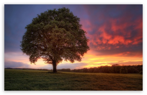 Sunset Tree UltraHD Wallpaper for Wide 16:10 5:3 Widescreen WHXGA WQXGA WUXGA WXGA WGA ; 8K UHD TV 16:9 Ultra High Definition 2160p 1440p 1080p 900p 720p ; Standard 4:3 5:4 3:2 Fullscreen UXGA XGA SVGA QSXGA SXGA DVGA HVGA HQVGA ( Apple PowerBook G4 iPhone 4 3G 3GS iPod Touch ) ; Tablet 1:1 ; iPad 1/2/Mini ; Mobile 4:3 5:3 3:2 16:9 5:4 - UXGA XGA SVGA WGA DVGA HVGA HQVGA ( Apple PowerBook G4 iPhone 4 3G 3GS iPod Touch ) 2160p 1440p 1080p 900p 720p QSXGA SXGA ;