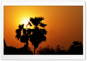 Sunset with Palm Tree Ultra HD Wallpaper for 4K UHD Widescreen desktop, tablet & smartphone