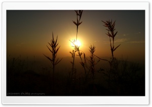 sunshine Ultra HD Wallpaper for 4K UHD Widescreen desktop, tablet & smartphone