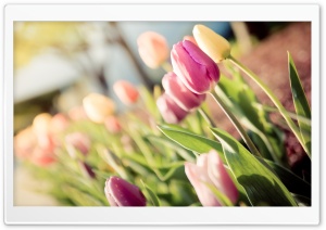 Sunshine Ultra HD Wallpaper for 4K UHD Widescreen desktop, tablet & smartphone