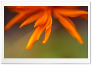 Sunshine Flower Ultra HD Wallpaper for 4K UHD Widescreen desktop, tablet & smartphone