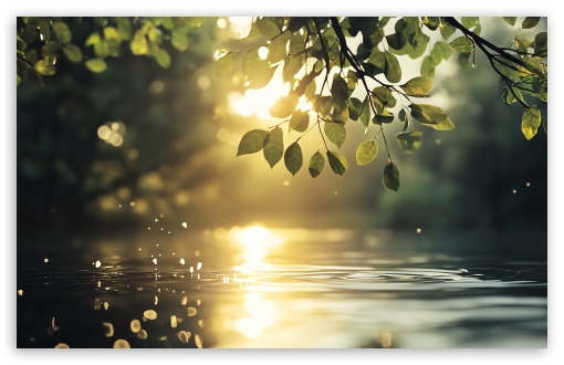 Sunshine, Leaves on Branches, Water Ripple UltraHD Wallpaper for UHD 16:9 ; HD 16:9 ; UltraWide 21:9 24:10 ; Widescreen 16:10 5:3 ; Fullscreen 4:3 5:4 3:2 ; Tablet 1:1 ;