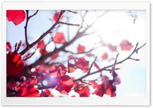 Sunshine Through A Red Tree Ultra HD Wallpaper for 4K UHD Widescreen desktop, tablet & smartphone