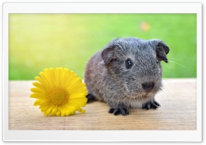 Super Cute Baby Guinea Pig Ultra HD Wallpaper for 4K UHD Widescreen desktop, tablet & smartphone