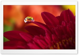 Super Macro Reflection Ultra HD Wallpaper for 4K UHD Widescreen desktop, tablet & smartphone