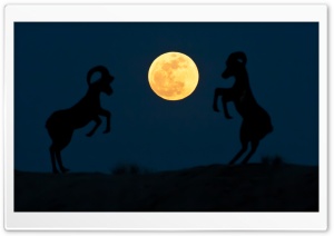 Super Moon Night Ultra HD Wallpaper for 4K UHD Widescreen desktop, tablet & smartphone