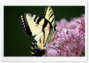 Superb Butterfly Macro Ultra HD Wallpaper for 4K UHD Widescreen desktop, tablet & smartphone