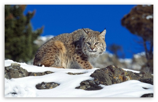 Surprised Lynx UltraHD Wallpaper for HD 16:9 ; Widescreen 16:10 5:3 ; Fullscreen 4:3 5:4 3:2 ; Tablet 1:1 ;