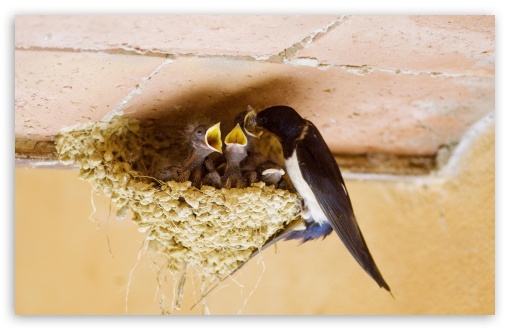 Swallow's Nest UltraHD Wallpaper for HD 16:9 ; Widescreen 16:10 5:3 ; Fullscreen 4:3 5:4 3:2 ; Tablet 1:1 ;