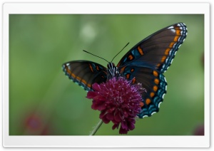 Swallowtail Butterfly Ultra HD Wallpaper for 4K UHD Widescreen desktop, tablet & smartphone
