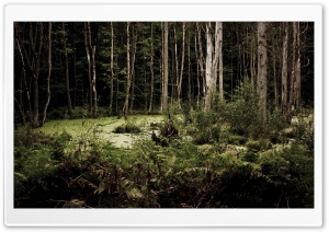 Swamp Forest Ultra HD Wallpaper for 4K UHD Widescreen desktop, tablet & smartphone