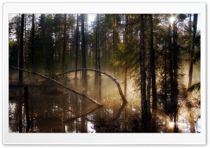 Swamp Forest Morning Mist Ultra HD Wallpaper for 4K UHD Widescreen desktop, tablet & smartphone