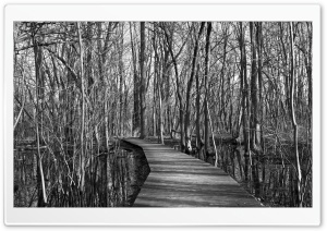 Swamp, Trees, Black and White Ultra HD Wallpaper for 4K UHD Widescreen desktop, tablet & smartphone