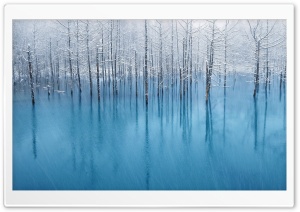Swamp Winter Ultra HD Wallpaper for 4K UHD Widescreen desktop, tablet & smartphone