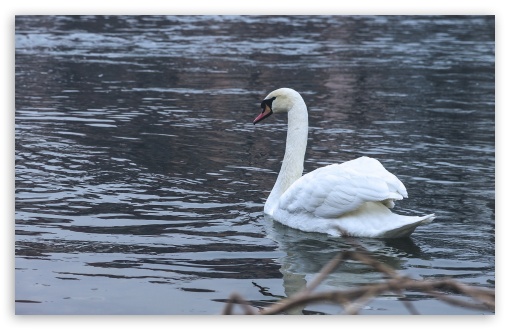 swan UltraHD Wallpaper for Wide 16:10 5:3 Widescreen WHXGA WQXGA WUXGA WXGA WGA ; 8K UHD TV 16:9 Ultra High Definition 2160p 1440p 1080p 900p 720p ; Standard 4:3 5:4 3:2 Fullscreen UXGA XGA SVGA QSXGA SXGA DVGA HVGA HQVGA ( Apple PowerBook G4 iPhone 4 3G 3GS iPod Touch ) ; Smartphone 16:9 3:2 5:3 2160p 1440p 1080p 900p 720p DVGA HVGA HQVGA ( Apple PowerBook G4 iPhone 4 3G 3GS iPod Touch ) WGA ; Tablet 1:1 ; iPad 1/2/Mini ; Mobile 4:3 5:3 3:2 16:9 5:4 - UXGA XGA SVGA WGA DVGA HVGA HQVGA ( Apple PowerBook G4 iPhone 4 3G 3GS iPod Touch ) 2160p 1440p 1080p 900p 720p QSXGA SXGA ;